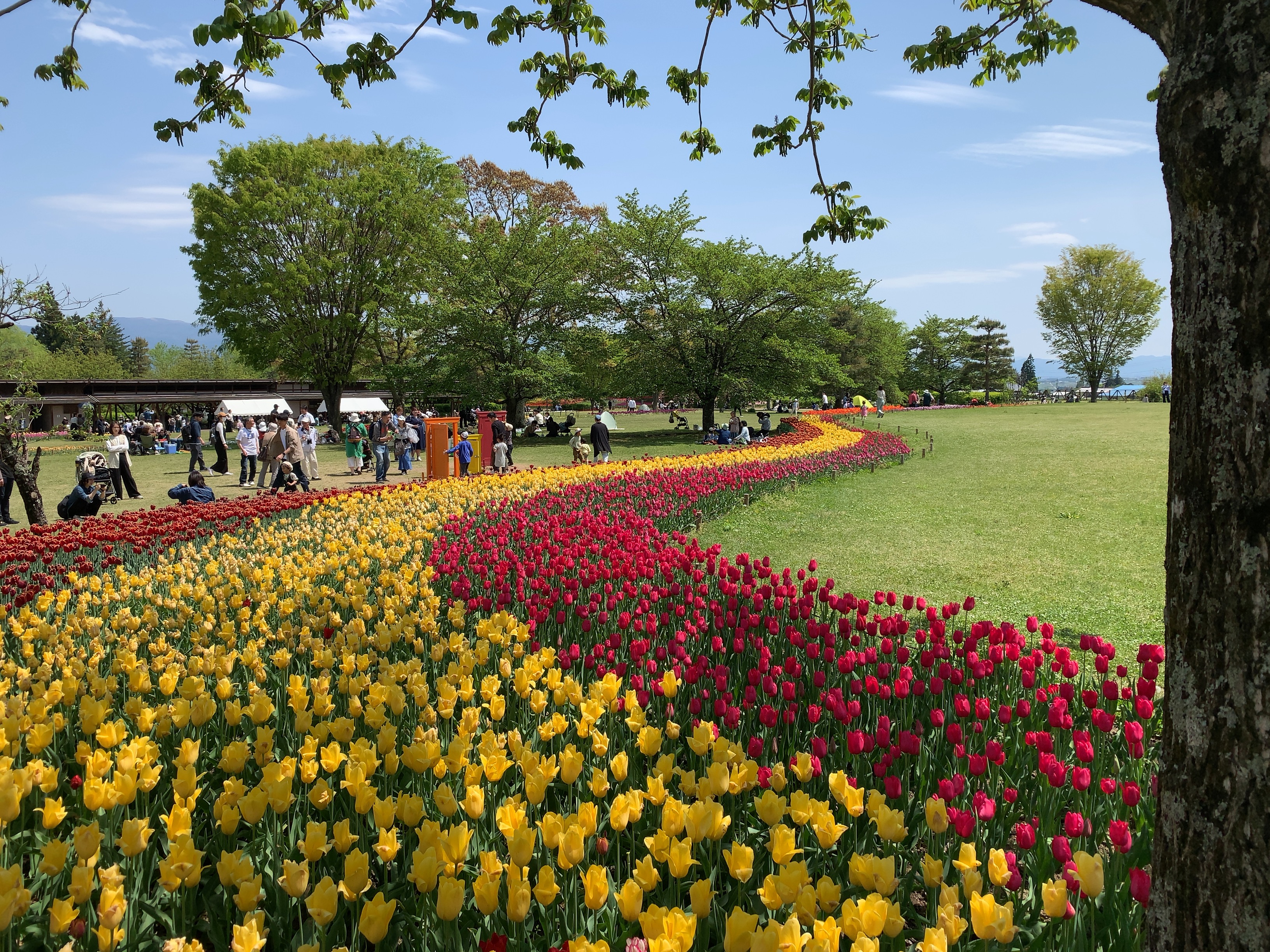 国営アルプスあづみの公園